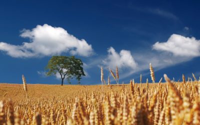 Svelata la storia genetica del grano tenero
