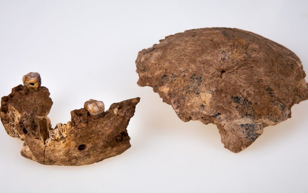 Eccezionale scoperta di una nuova specie di Homo in Israele