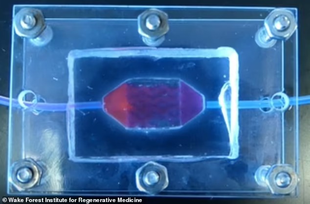 Scienze: stampa in 3D di primo tessuto epatico umano