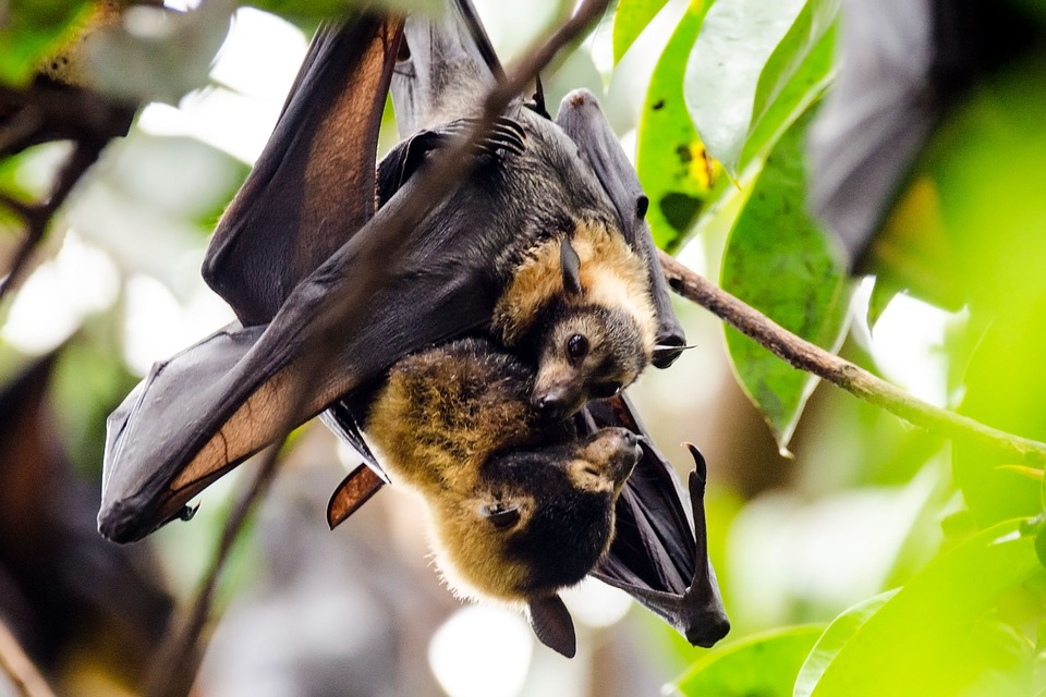 Scoperte 39 famiglie di virus nei pipistrelli potenzialmente rischiose