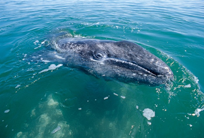Scienza: balena percorre a nuoto metà del pianeta, è record