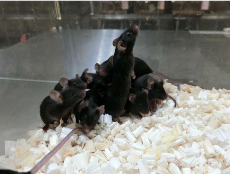 Scienza: sono nati i primi cuccioli di topo ‘spaziali’