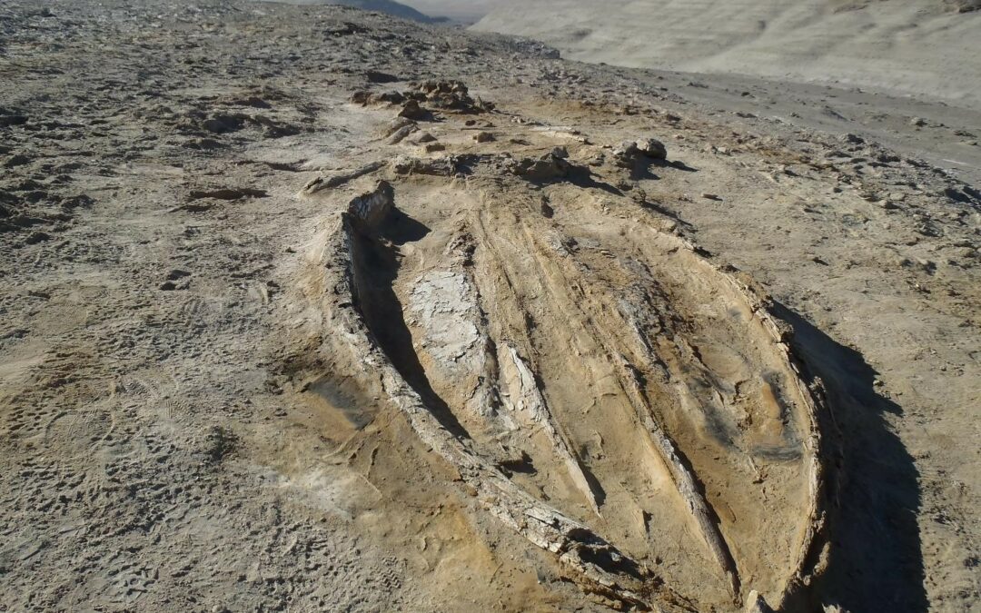 Svelata l’origine di uno dei più grandi giacimenti fossili di cetacei al mondo