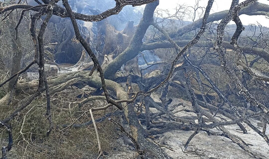 Incendio Montiferru: Conaf, “Serviranno decenni per ripristinare l’ambiente e le produzioni agricole”