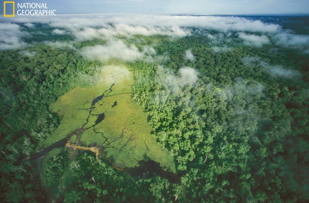 Scienza: dati satellitari possono facilitare monitoraggio delle foreste tropicali