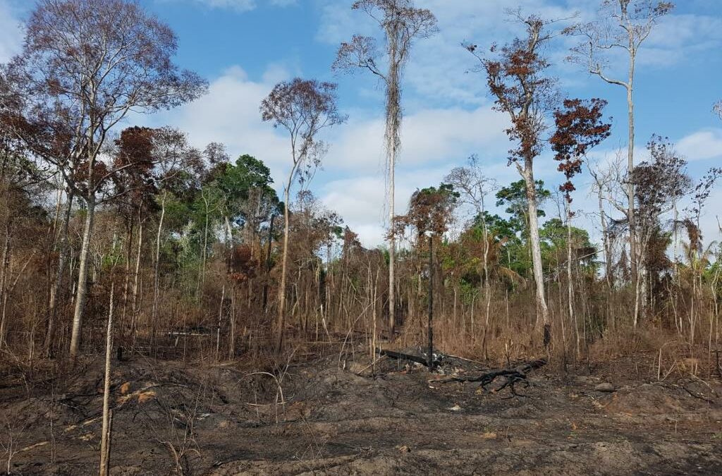 Entro 2100, due terzi foreste pluviali temperate rischiano scomparsa