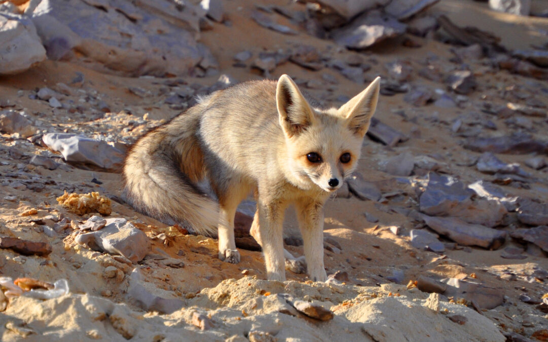 Clima, a rischio anche i mammiferi del deserto sempre più vulnerabili all’aumento delle temperature