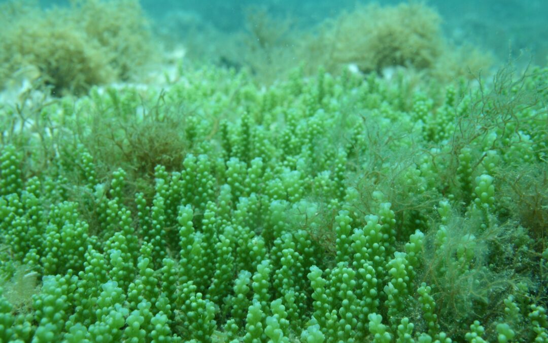 E’ colpa di un’alga aliena se la carne dei saraghi del Mediterraneo sembra di gomma