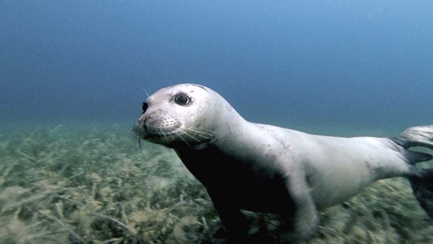 Scienza: Coppola (Gruppo Foca Monaca), dobbiamo conoscere la foca per proteggerla