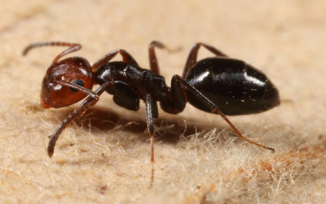 Scienza: scoperta in Italia una nuova specie di formiche