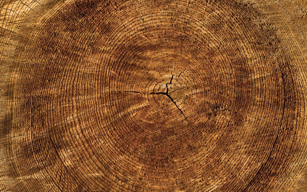 Scienza: gli anelli degli alberi rivelano un evento estremo di Space Weather di oltre 7.000 anni fa