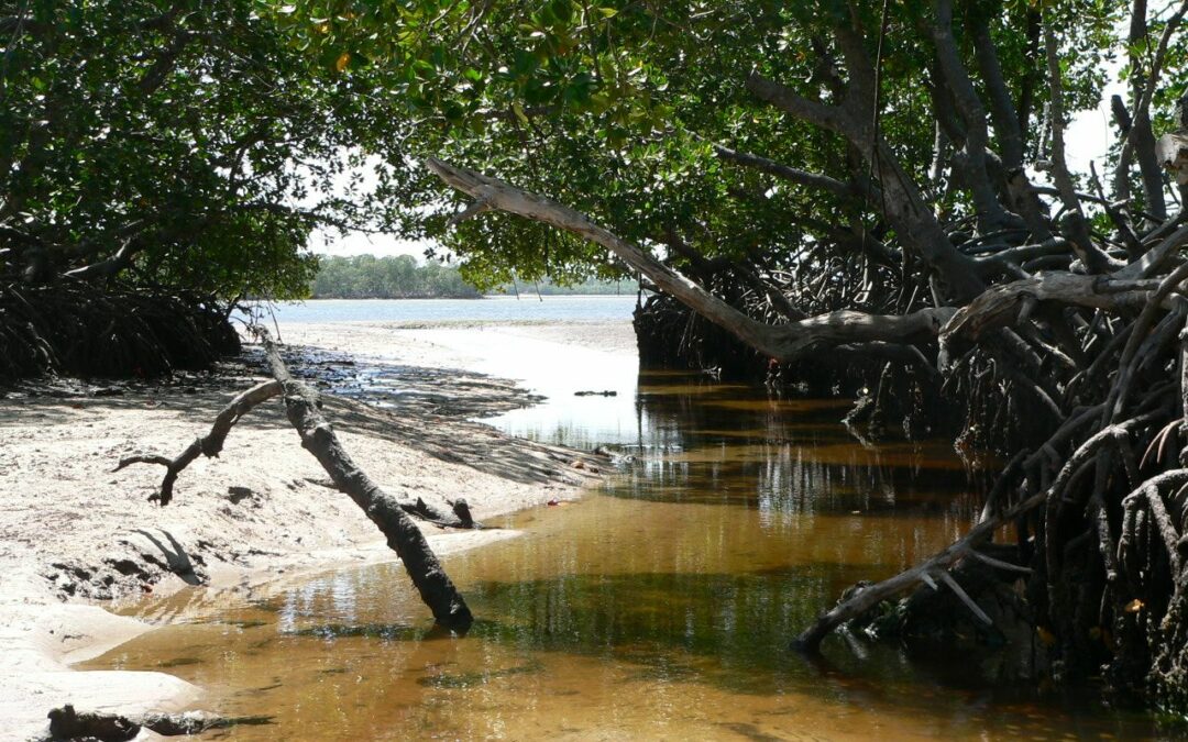 Scienza: foreste di mangrovie, la riduzione della biodiversità minaccia la loro sopravvivenza