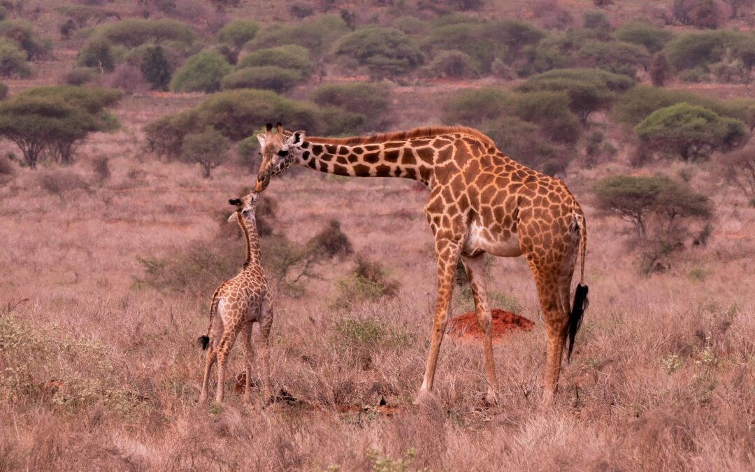 Scienza: Giraffe, una specie incompresa, ma socialmente complessa