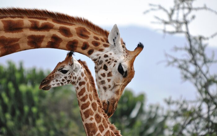 Scienza: vale anche per le giraffe l’ipotesi della nonna