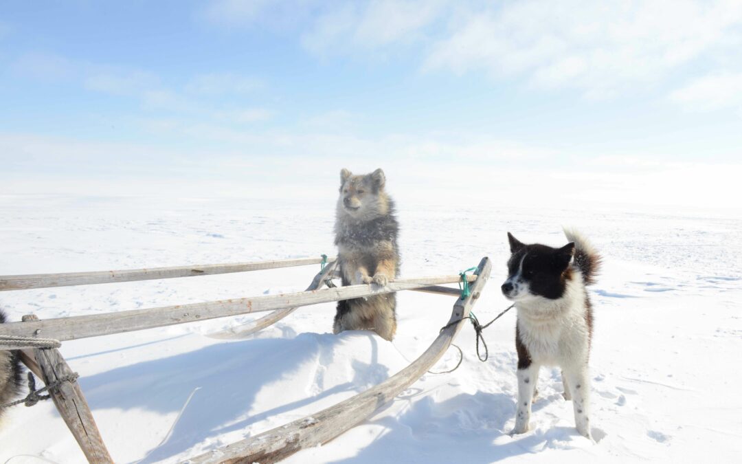 La genomica rivela la discendenza siberiana dei cani da slitta