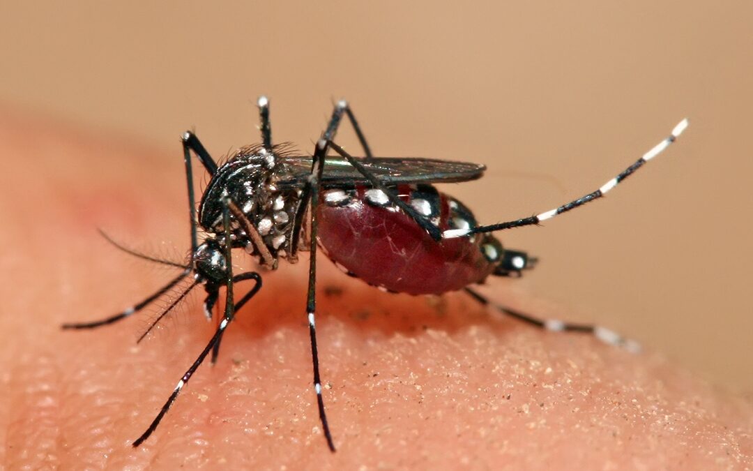 Scienza: nuova tecnologia per controllare geneticamente le zanzare che diffondono malattie