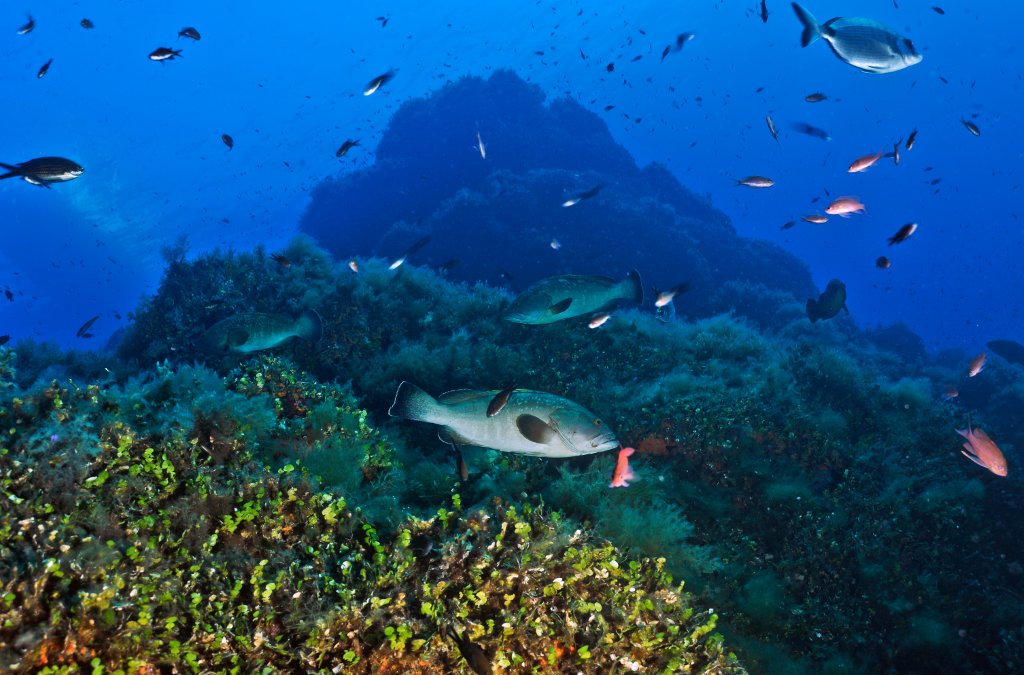 Scienza: una guida globale per protegge gli Oceani + foto