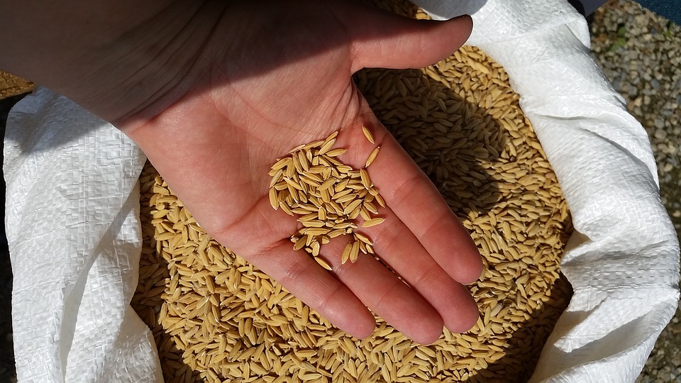 Scienza: Italia si conferma leader nella produzione riso in UE ma serve piu’ ricerca