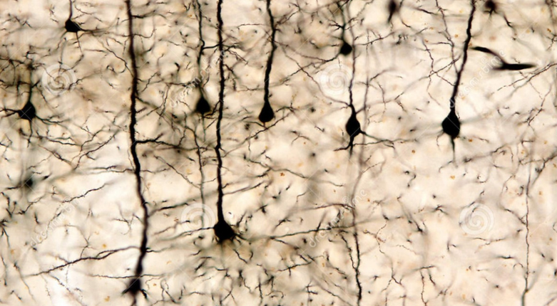 Scienza: neuroni a specchio anche nei roditori