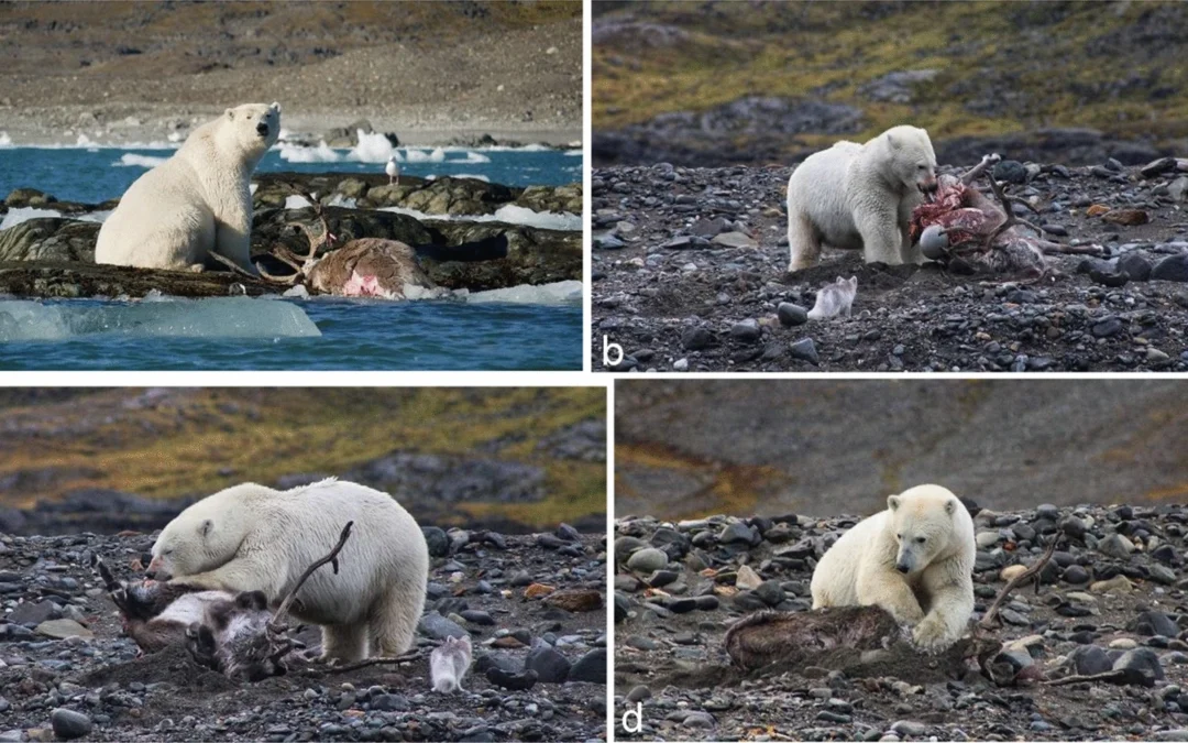 Scienza: orso polare a caccia di una renna filmato per la prima volta