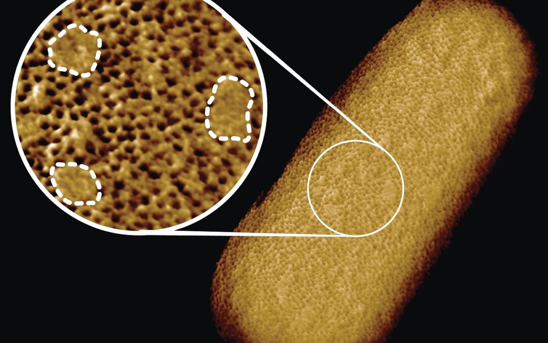 Scienza: le immagini più nitide mai realizzate rivelano la pelle irregolare dei batteri+FOTO