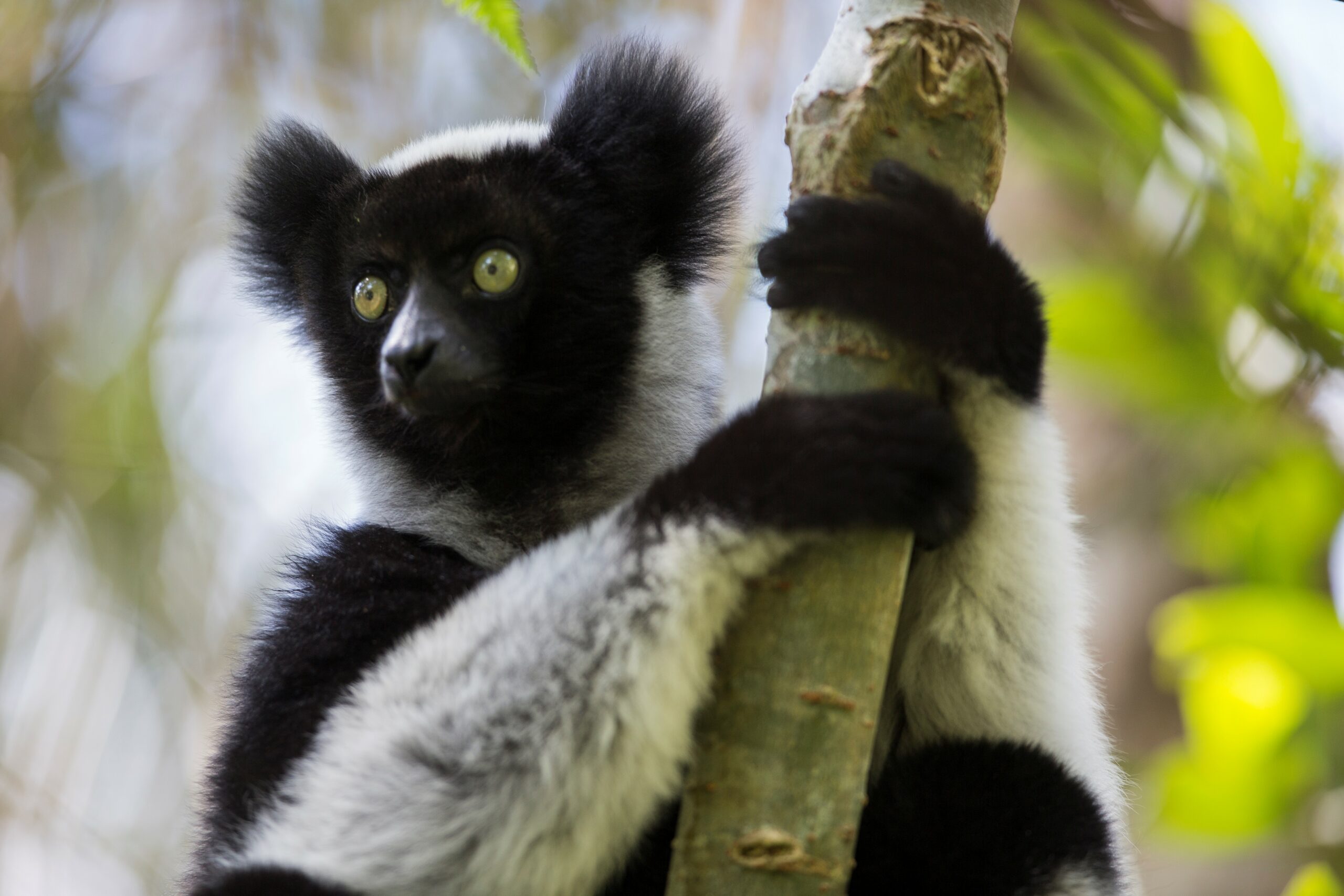 Scienza: il canto dei lemuri indri è ritmico come quello umano