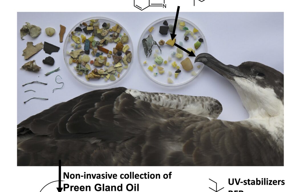 Scienza: il 52% delle specie di uccelli marini del mondo ingeriscono plastica