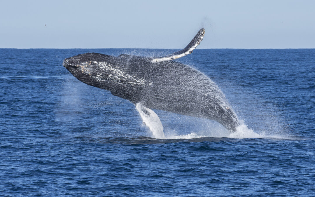 Scienza: tutta la fame delle balene+FOTO