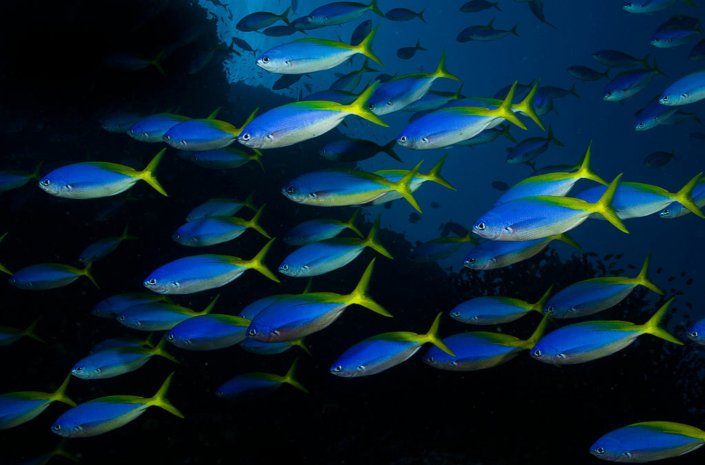 Scienza: acidificazione e riscaldamento degli oceani sconvolgono i banchi di pesci +FOTO