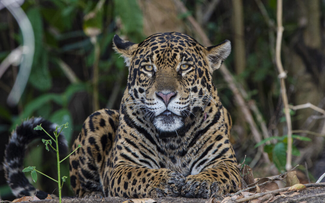 Nuove dighe minacciano tigri e giaguari