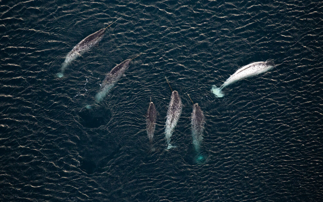 Scienza: navi e airgun terrorizzano i narvali nell’Artico +FOTO