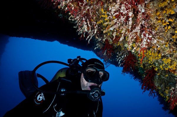 Scienza: il collasso del corallo nel Mediterraneo+ FOTO