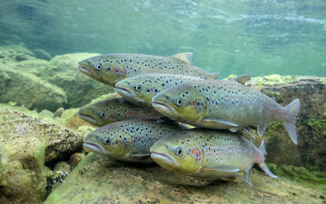 La diffusione del salmone d’allevamento mette a rischio la controparte selvatica