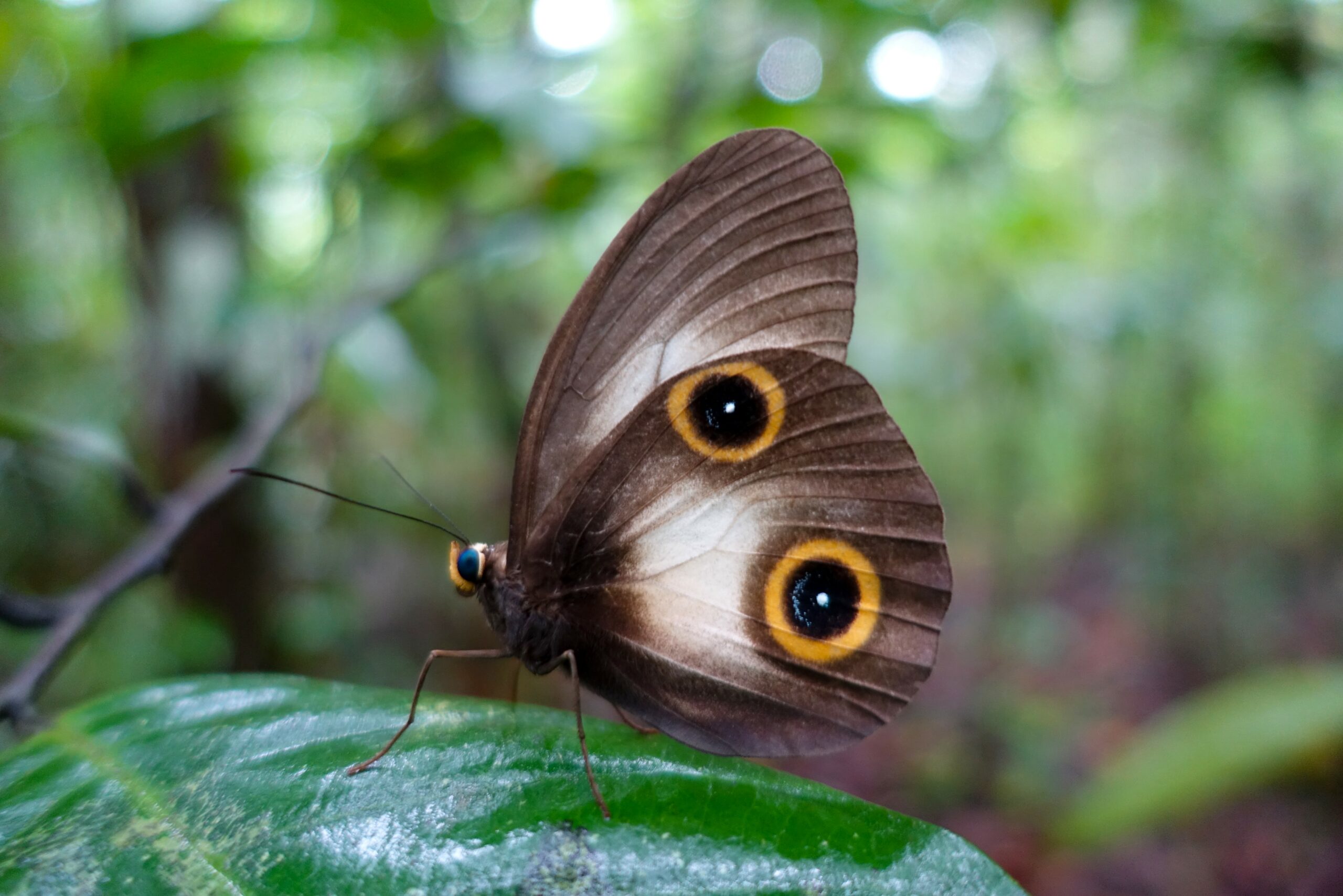Svelata l’origine genetica degli occhi dipinti sulle ali delle farfalle