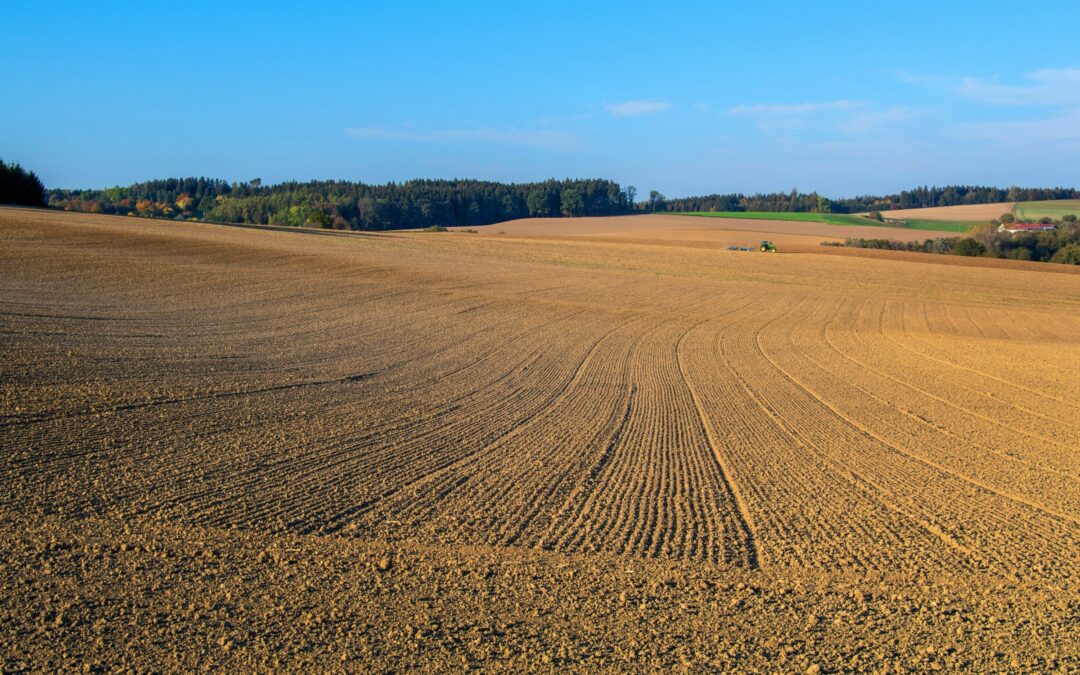 Scienza: con una agricoltura più efficiente potremmo ridurre del 50% il suolo consumato