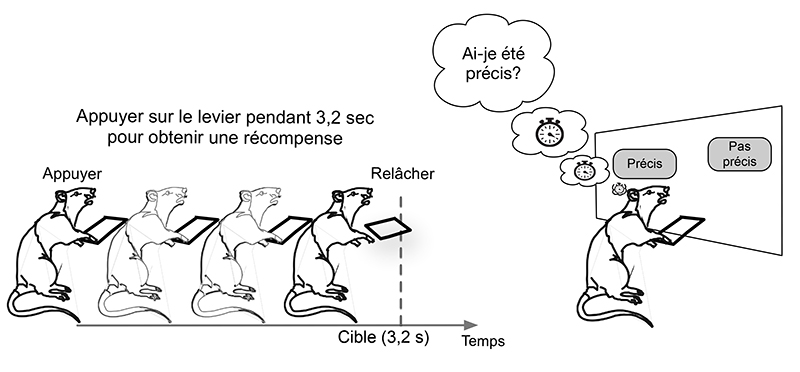 Scienza: i ratti sanno come fare per essere puntuali