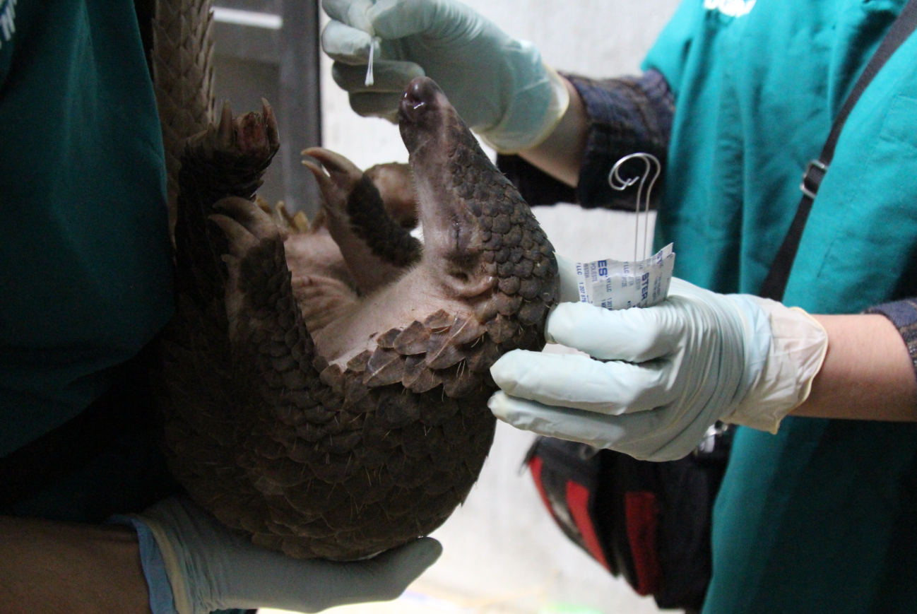 Pangolin Sampling