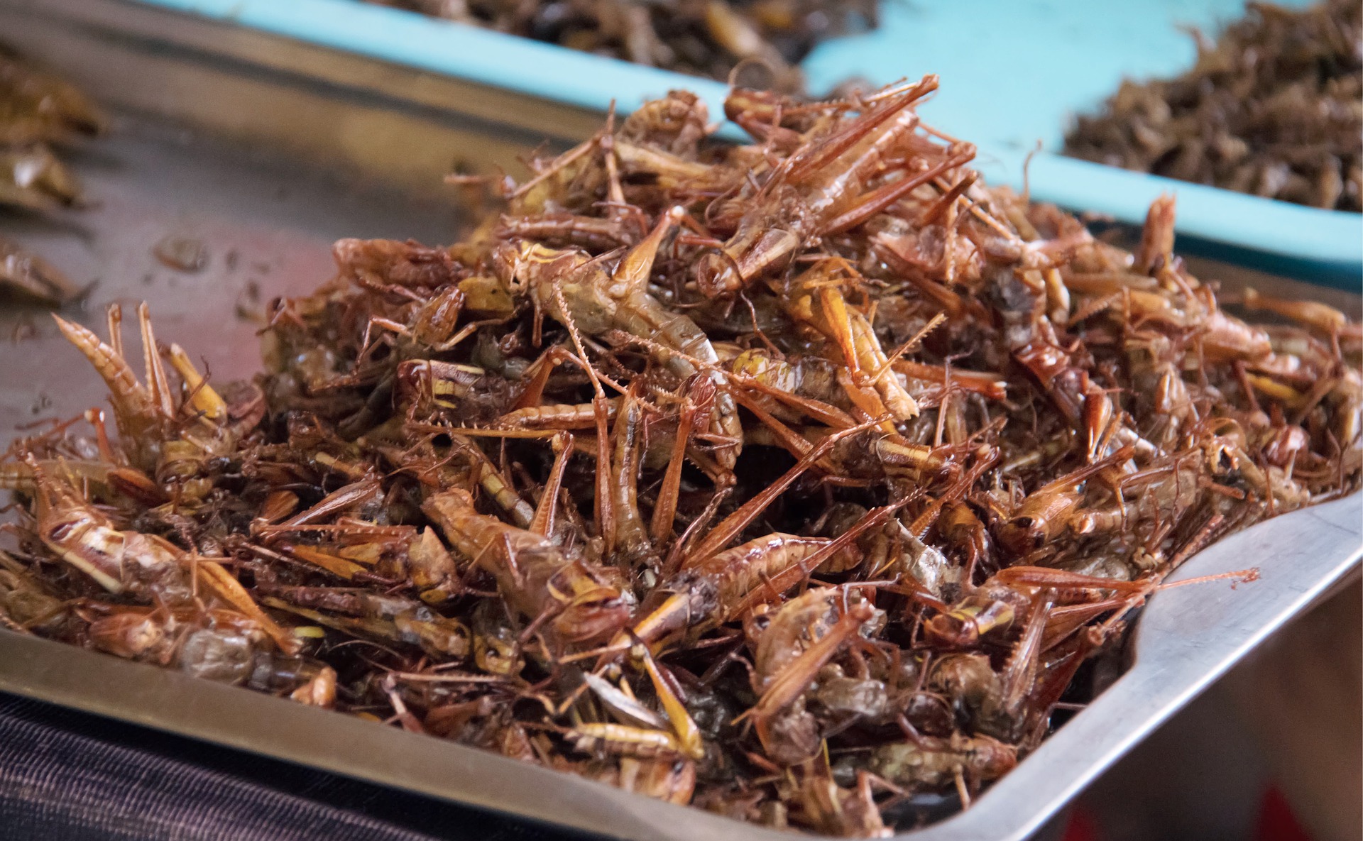 insect-6894294_1920
