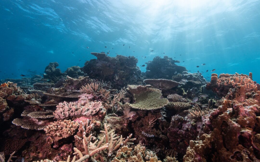 Scienza: salviamo subito le barriere coralline