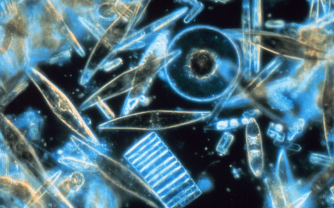 Scienza: il declino delle diatomee a causa dell’acidificazione degli oceani