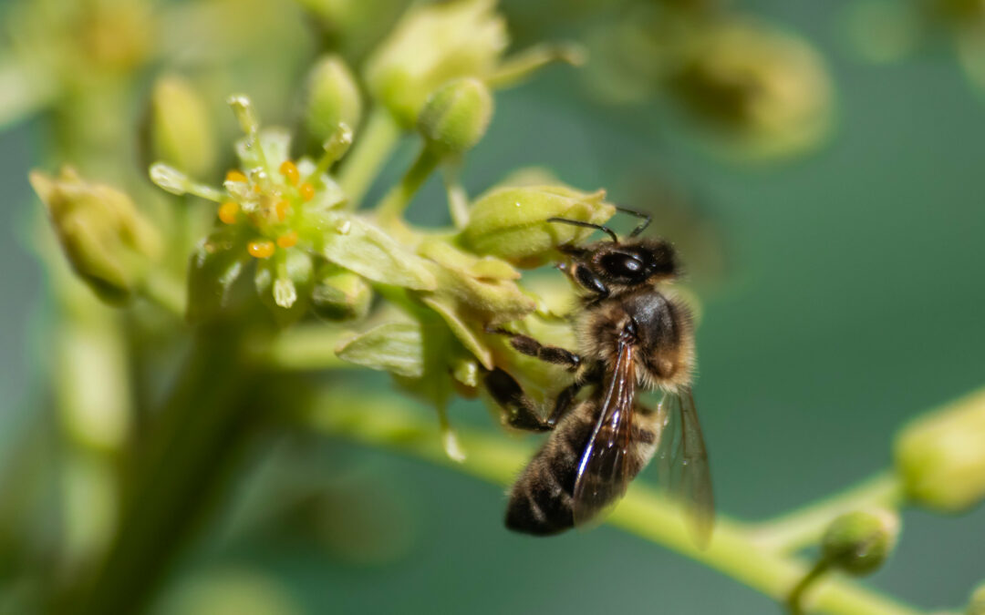 Negli USA primo vaccino per combattere la peste nelle api