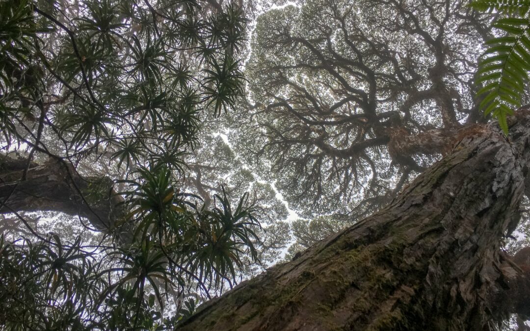 Scienza: gli alberi delle foreste tropicali stanno morendo+GALLERY