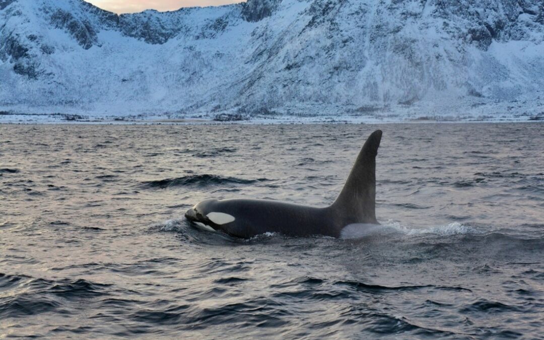 Scienza: svelare i segreti delle diete delle orche e il loro ruolo nel cambiamento climatico