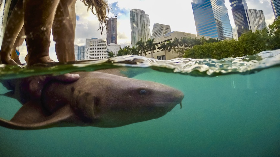 Scienza: grandi squali a spasso in città+FOTO E VIDEO