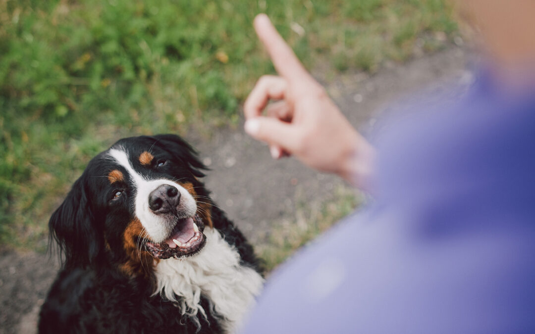 Scienza: i cani sanno capire se sei goffo o li stai prendendo in giro