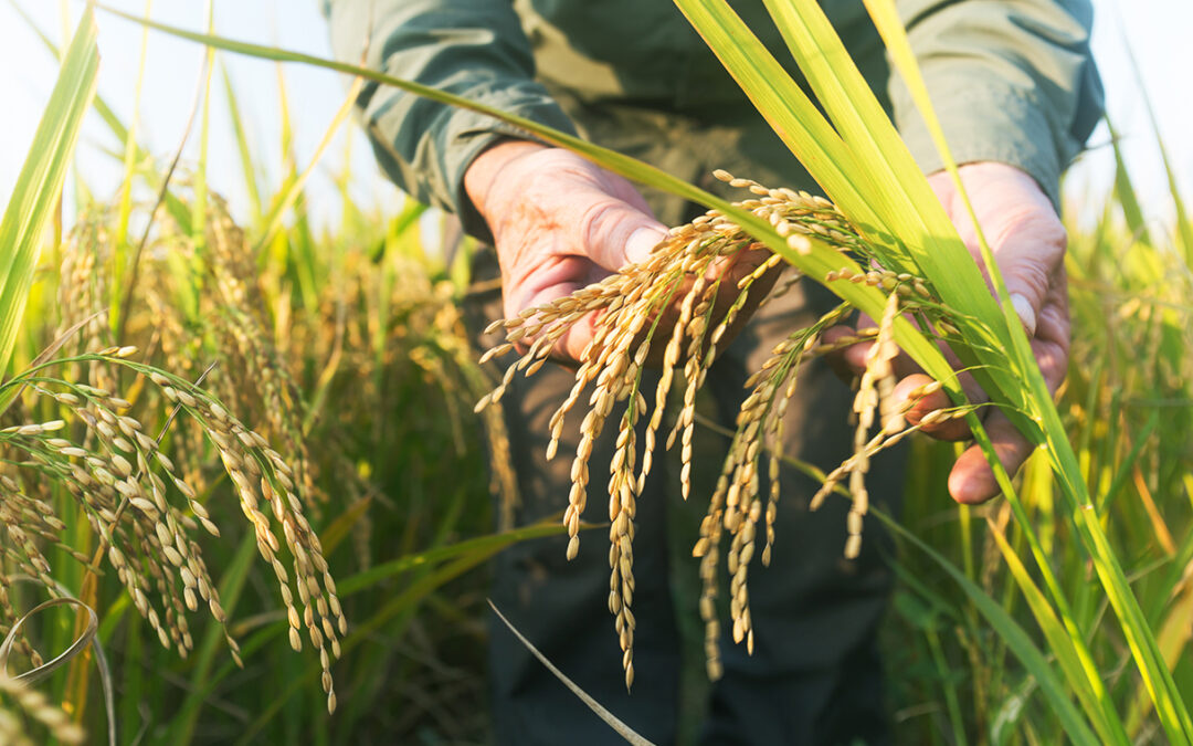 Scienza: il riso biotecnologico che rende il 40% in più