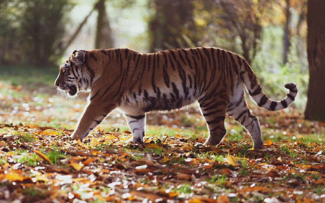 Test psicometrico per le tigri rivela due caratteristiche chiave della personalità