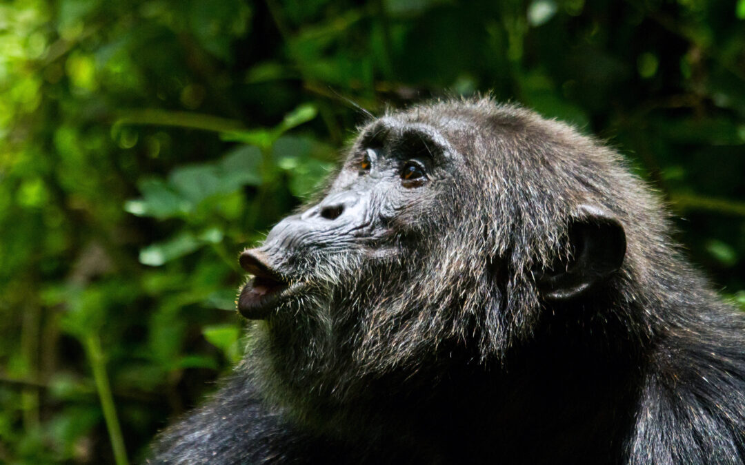 Scienza: individuato il grido di caccia degli scimpanzé + GALLERIA FOTO