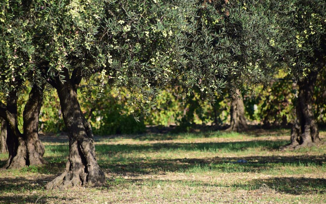 Xylella, Cnr al lavoro per qualificare nuova varietà olivo resistente