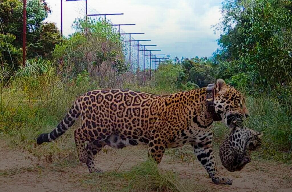 Scienza: i primi giaguari selvatici in 70 anni sono nati in Argentina+FOTO